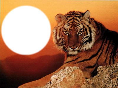 Tigre Fotomontaż