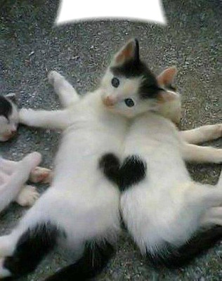 coeur de chaton Fotómontázs