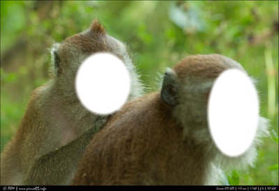 deux singe Fotomontaggio