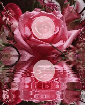 rosa Fotomontagem