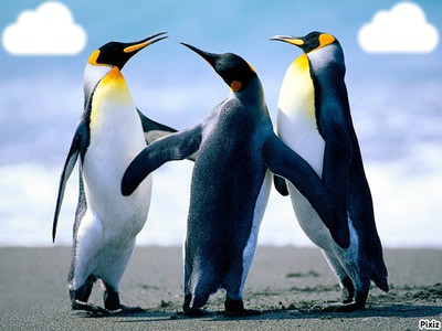 les pingouins en folie Montage photo