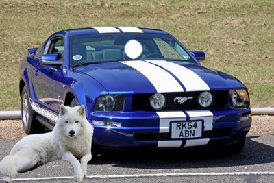 mustang loup Montage photo