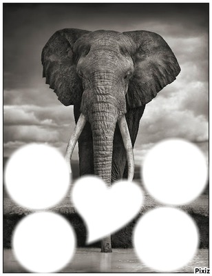 elephant Fotomontažas