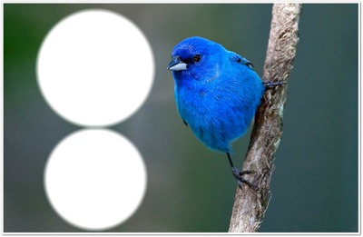 Oiseau bleu Fotomontagem