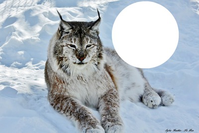 Lynx Fotomontāža