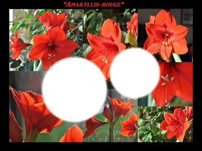 Amaryllis-rouge Fotomontasje