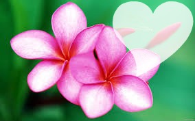 fleur de Tahiti ... フォトモンタージュ