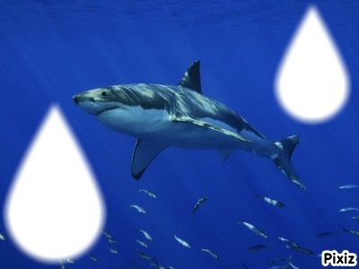 requin blanc Montaje fotografico