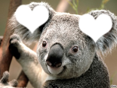 love koala Photo frame effect