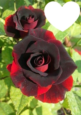 Rose rouge Фотомонтаж