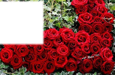 roses rouge Photo frame effect