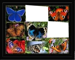 cadre papillons Fotomontagem