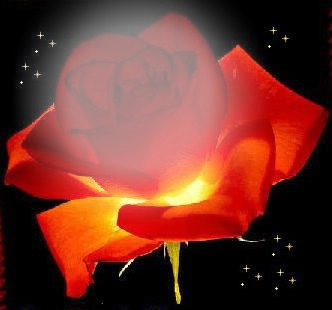 rosa rossa Fotomontaggio