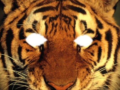 Tigre Fotomontāža