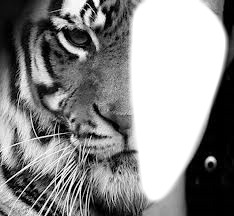 Mi tigre mi humain Fotomontaggio