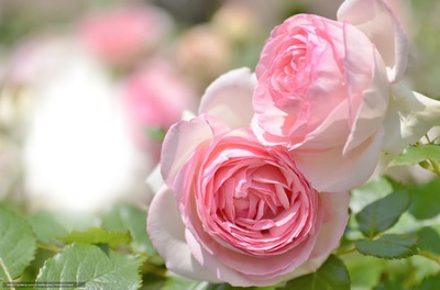 roses Fotomontaż