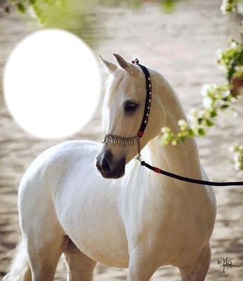 le cheval Fotomontažas