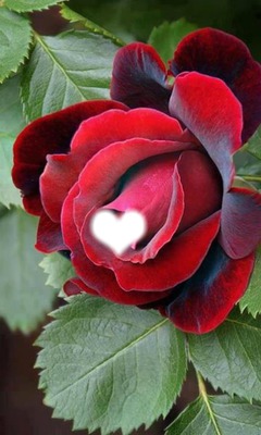 ma rose rouge Fotomontasje