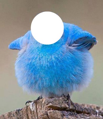 gros oiseau bleu Φωτομοντάζ