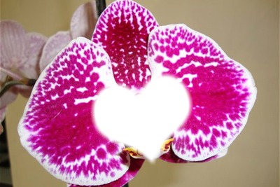orchidé 1 フォトモンタージュ