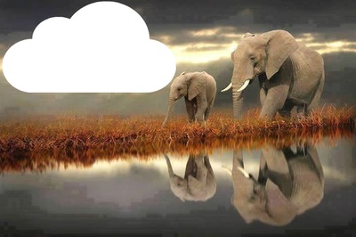 2 éléphants 1 photo Fotomontage