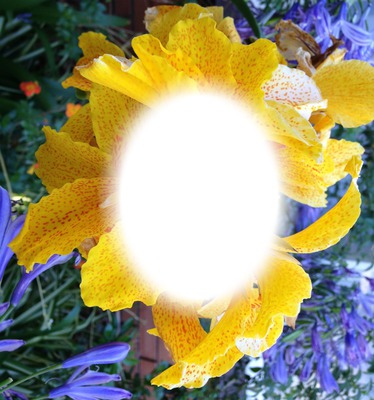 pretty flower Photo frame effect