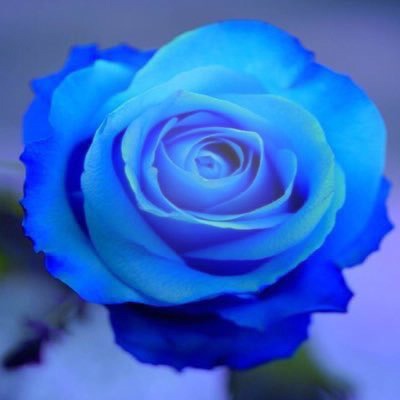 rose bleue Fotomontage
