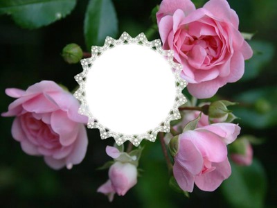 rose tendresse Fotomontasje