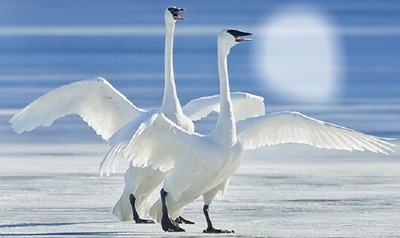 swans Montaje fotografico