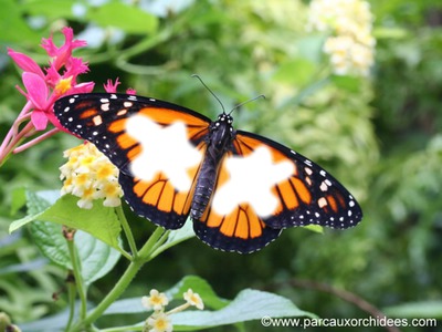 papillon Montaje fotografico