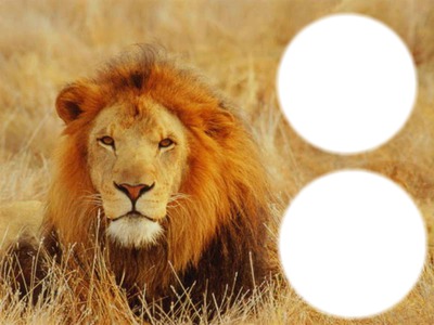 lion a deux cadres Montaje fotografico