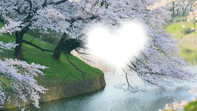 sakura Photomontage
