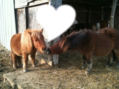 love poney Photomontage