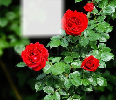 Les roses rouge Photo frame effect