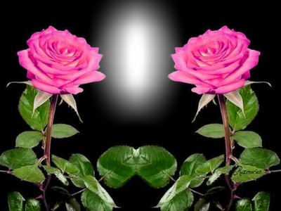 ROSAS PARA TI Photo frame effect