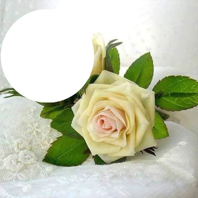rose blanche Fotomontaż