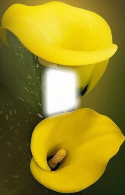 Cc flor campana Photo frame effect | Pixiz