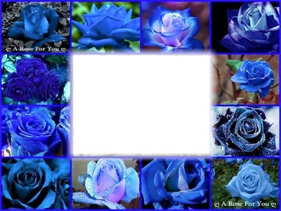 Fotomontaggio Rose Blue Pixiz
