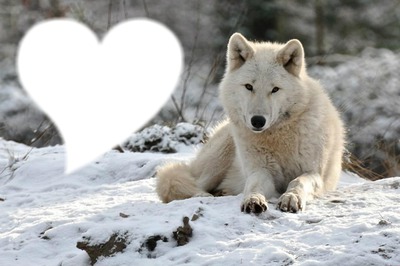 loup blanc Fotomontasje