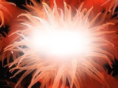 anemone Fotomontage