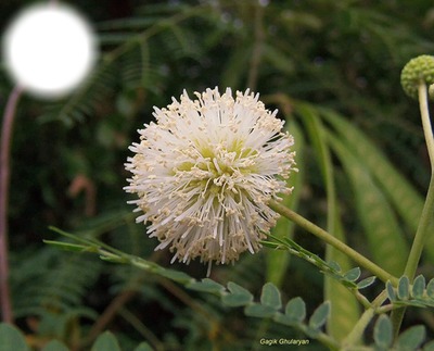 Экзотичский цветок Фотомонтаж
