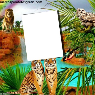 tigres Fotómontázs