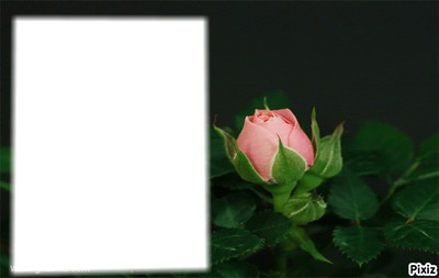 cadre rose Photo frame effect