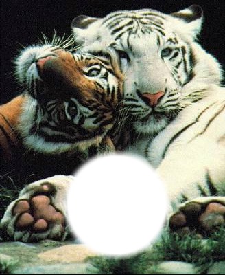 deux tigre +... =famille フォトモンタージュ
