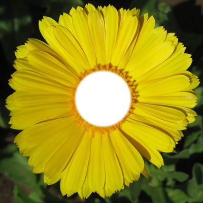 Yellow Flower Photo frame effect