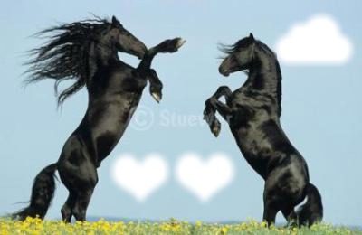 jolie chevaux noir qui se cabre フォトモンタージュ