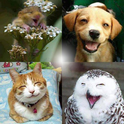 happy faces Fotomontáž