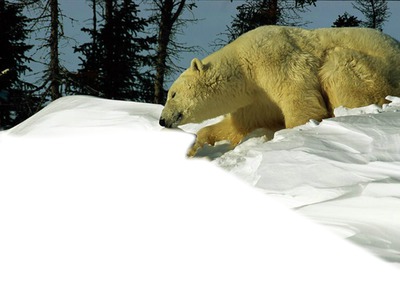 ours blanc Fotomontáž
