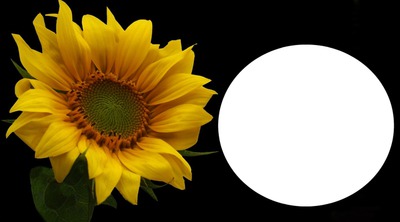 fleur soleil Montaje fotografico
