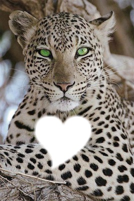 léopard N°1 Fotomontáž